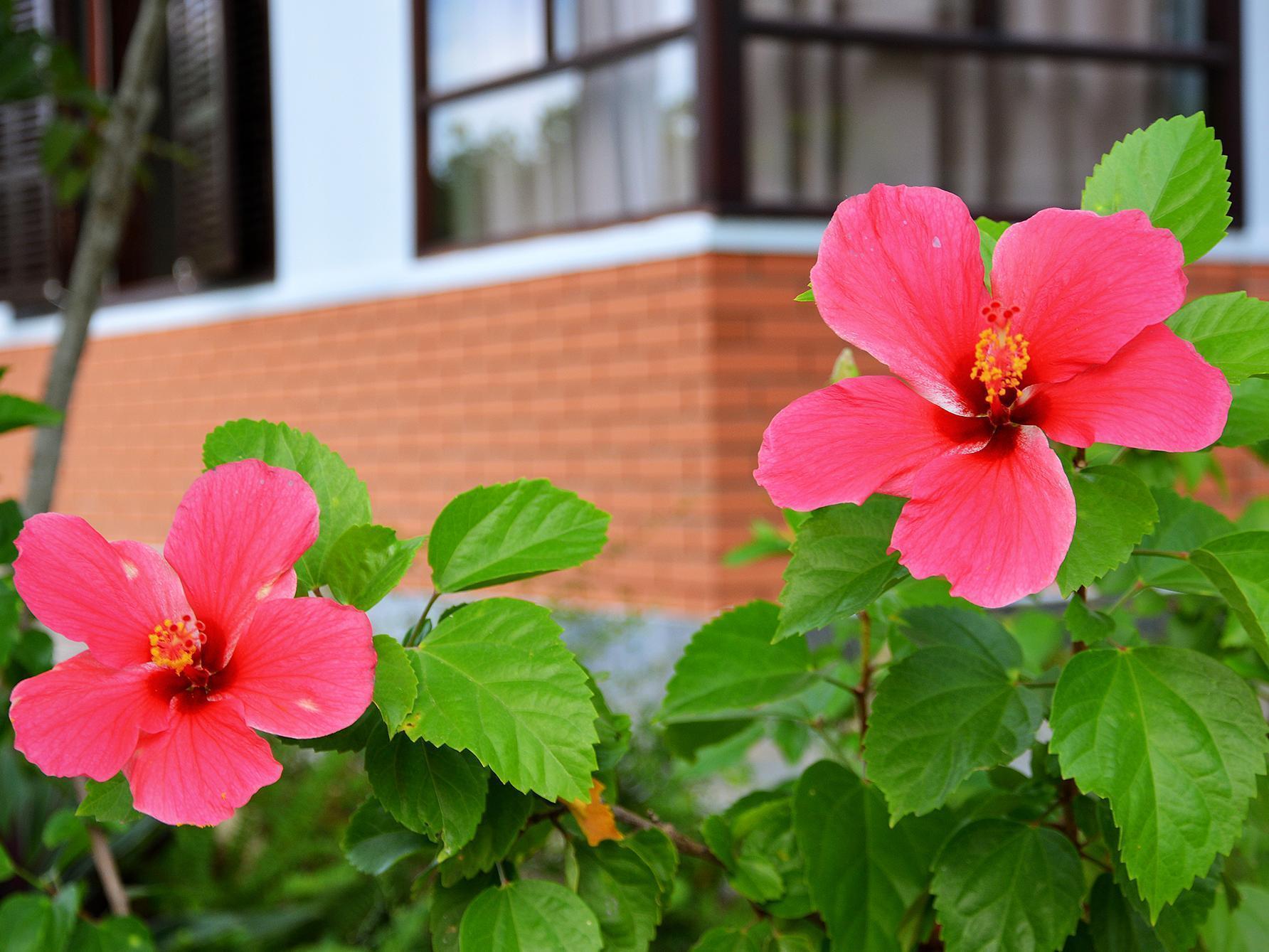 Garden Aroma Homestay Hội An Buitenkant foto
