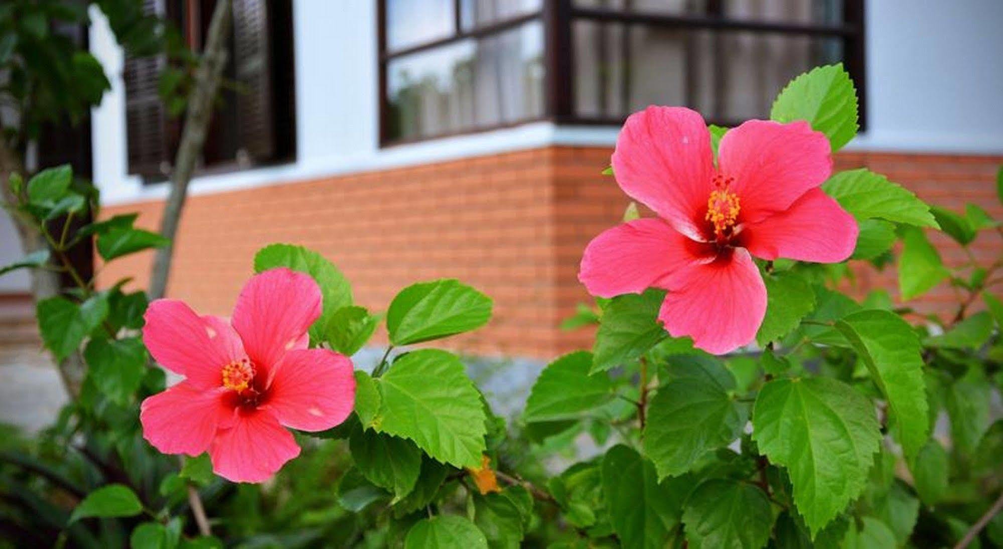 Garden Aroma Homestay Hội An Buitenkant foto