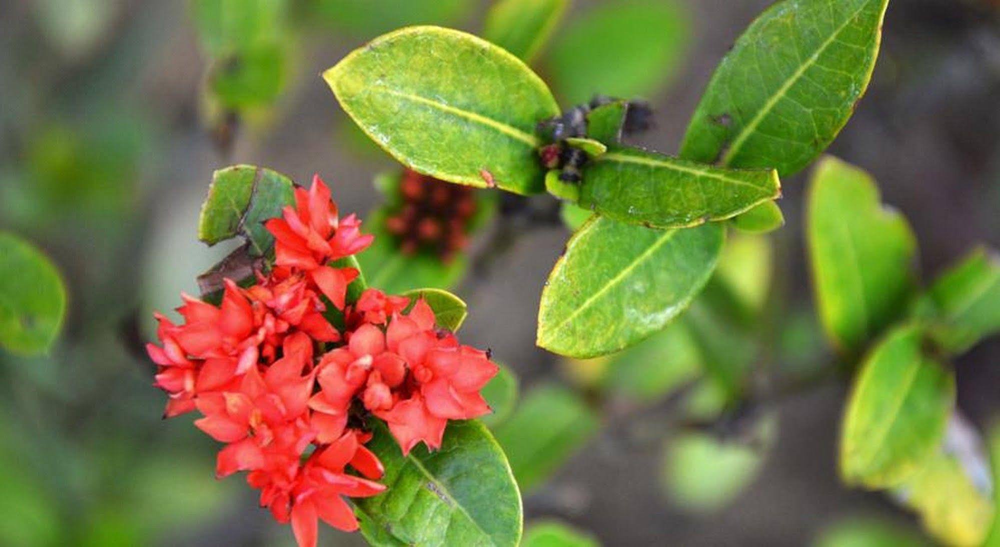 Garden Aroma Homestay Hội An Buitenkant foto