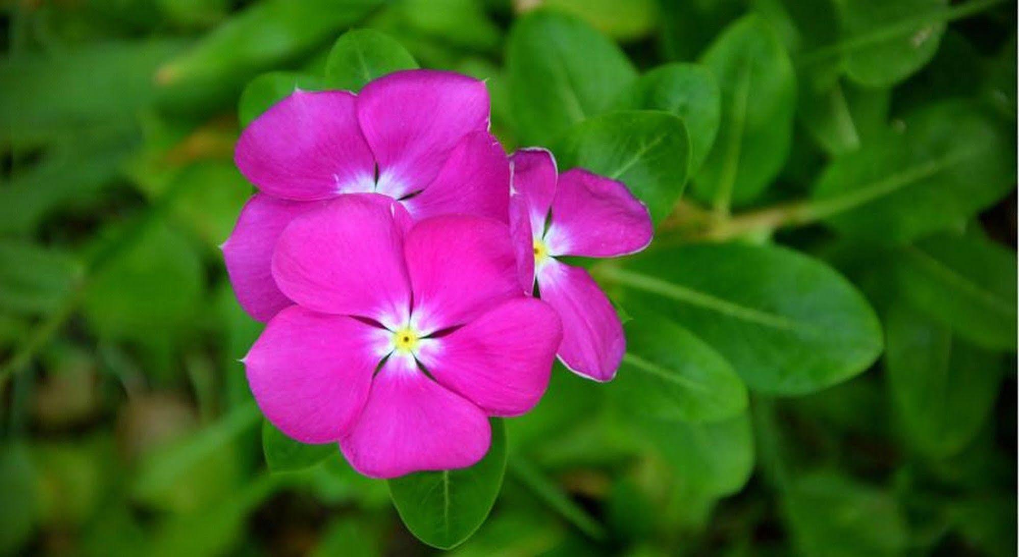 Garden Aroma Homestay Hội An Buitenkant foto